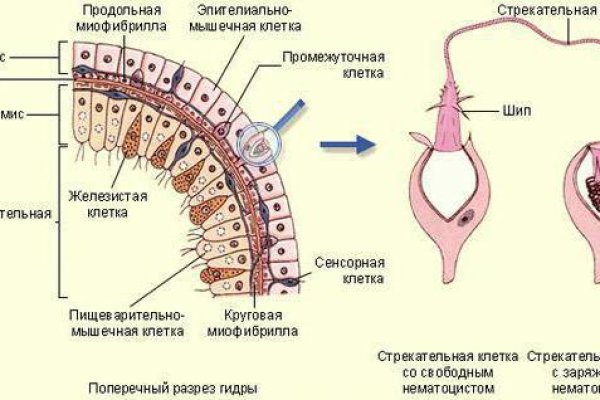 Ссылка на даркнет в тор