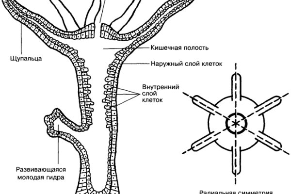 Как восстановить аккаунт кракен