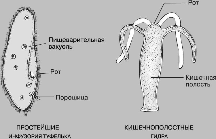 Через какой браузер заходить на кракен